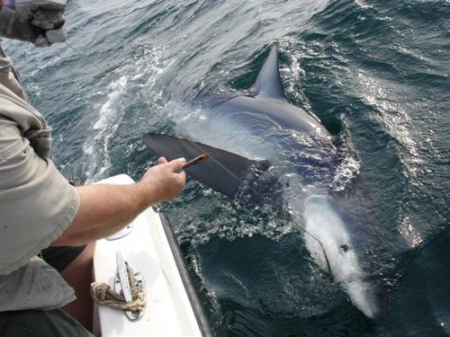 Rhode Island Shark Fishing