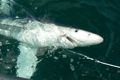 Catch and Relese Blue Shark  |  Fishing Charters RI