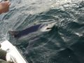 Captain Sheriff's Fishing Charters.  Fishing RI for Blue sharks and  Mako.