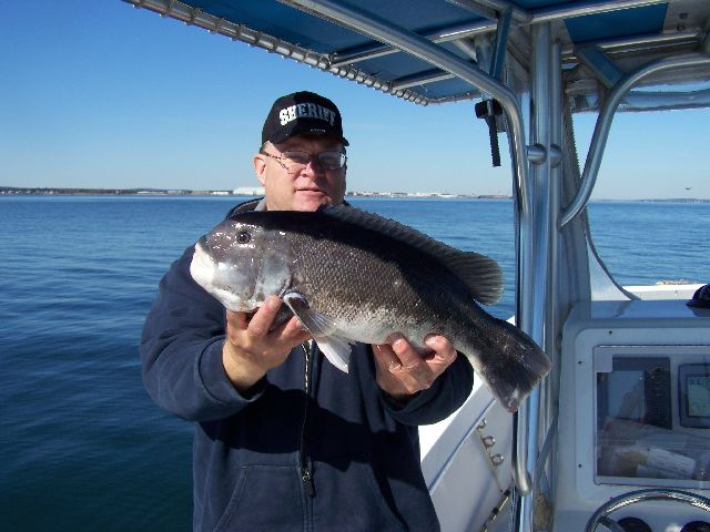 Narragansett Bay Tautog