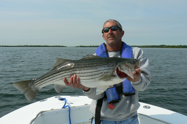 Narragansett Bay Bass