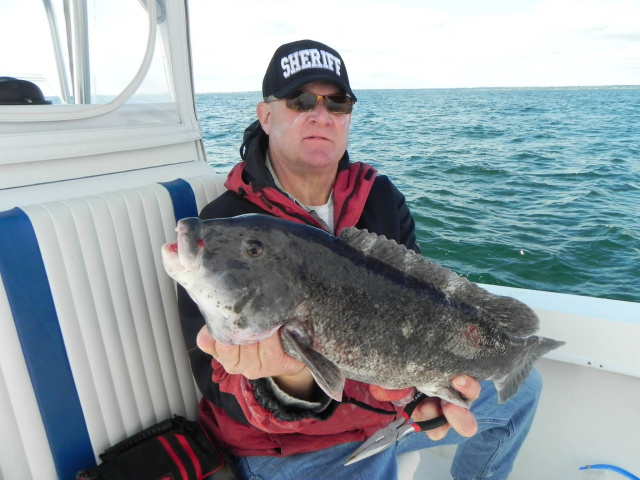 Blackfish White Chinner Tautog caught in Rhode Island -Fishing Charters RI