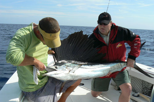 Florida Keys Sailfishing 