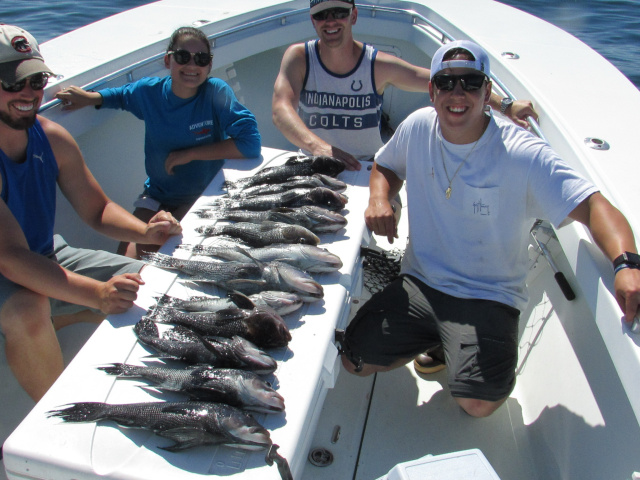 Block Island Sea Bass