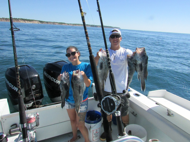 Block Island Sea Bass