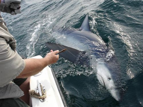 Shark