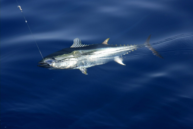 Bluefin Tuna