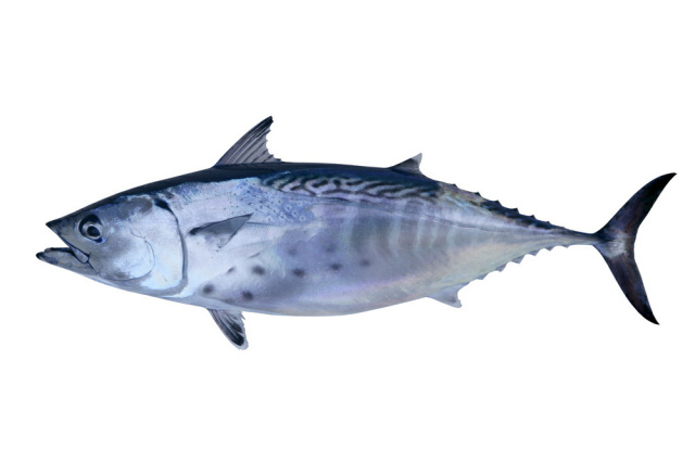 False Albacore