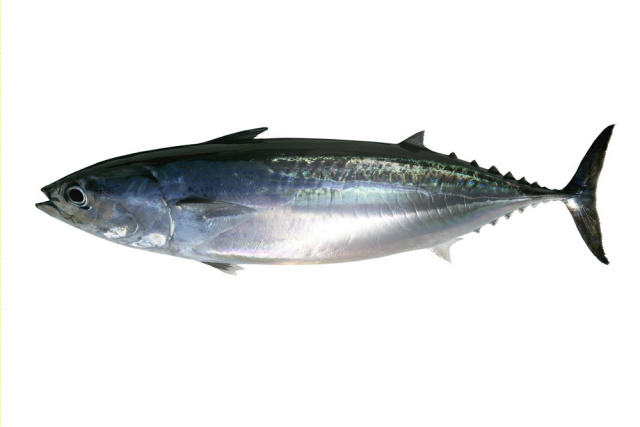 Bonito