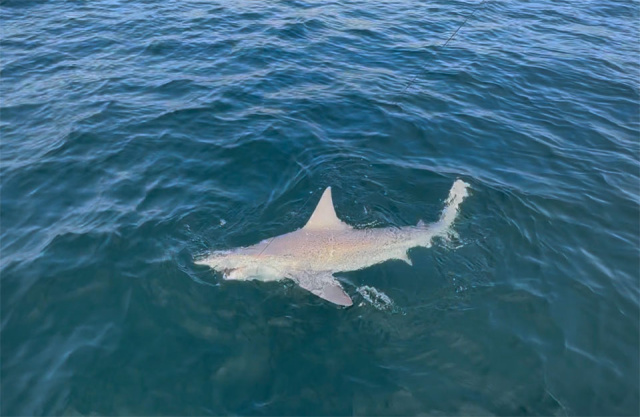 Sandbar Shark Block Island