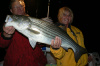 Rhode Island Fishing Charters