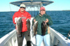 Narragansett Bay Tautog